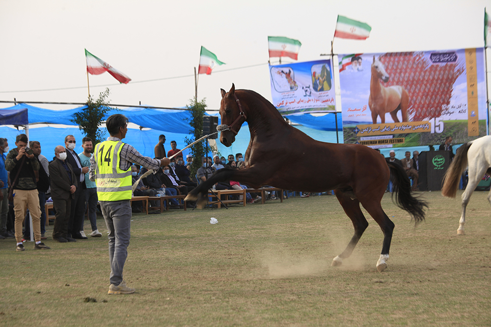 پانزدهمین دوره جشنواره ملی زیبایی اسب ترکمن در کلاله برگزار شد